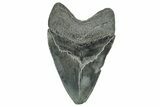 Serrated, Fossil Megalodon Tooth - South Carolina #327549-1